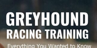 Everything You Wanted to Know About Training of Greyhounds for Racing