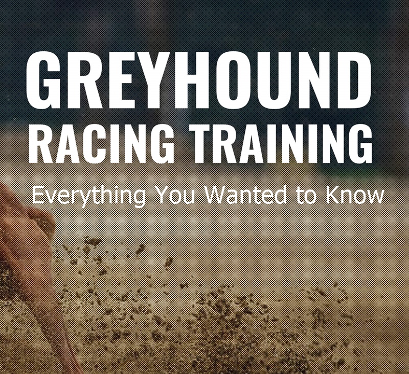 Everything You Wanted To Know About Training Of Greyhounds For Racing 